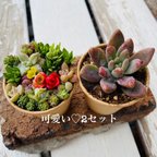 作品1点限り！お試し2セット多肉寄せ植え