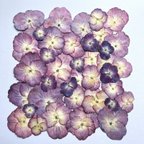 作品紫陽花の押し花　#9