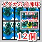 作品メダカの 産卵床  ブルー (青)  研磨剤不使用