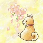 作品桜と柴犬 スマホ壁紙