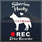 作品わんちゃんのかわいいドラレコステッカー　『DRIVE　RECORDER』