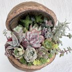 作品【送料無料】多肉植物　寄せ植え　そのまま飾れる　ブッダナッツの寄せ植え　プレゼント　ご希望で育て方　