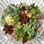 作品多肉植物　カット苗　色々　寄せ植え　セダム