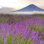 作品世界遺産 富士山 ラベンダー畑 写真 A4又は2L版 額付き