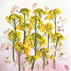 作品菜の花の押し花