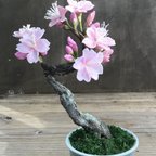 作品桜