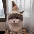 作品🍨 落としたアイス 猫用帽子 犬用帽子
