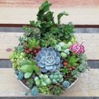 作品【現品】限定1点✿多肉植物寄せ植え✿