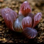 作品多肉植物 ハオルチア 紫オブツーサ スターサファイア