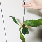 作品【No006】❨ カッコイイ葉状のネザーランドの苔玉 ❩ ビカクシダ 観葉植物