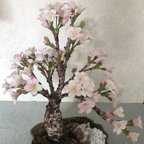 作品桜盆栽