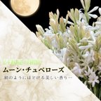 作品019：ムーン･チュベローズ /Moon Tuberose (試香用サンプル配布)　＊香り詳細と商品紹介＊