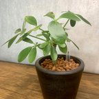 作品【育てやすい】観葉植物 シェフレラ (ホンコンカポック)  ハイドロカルチャー