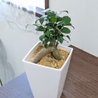 作品〘送料無料〙精霊が宿る　ガジュマルの木　観葉植物　風水　可愛い植物　ユニークな形の植物