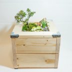 作品【贈り物にもぴったりな小さな日本庭園】トショウマツをはじめ3種類の植物／送料無料
