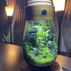 作品苔テラリウム　LEDライト蓋付き　青華石の山