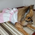 作品おしゃれ犬服ハーネス☆リバーシブル♪リボン付き 