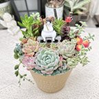 作品【送料無料】可愛い♡ポッチャリ釣り猫さん♪多肉植物寄せ植え　母の日　　アレンジメント