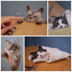 作品 【ねこのきもちWEB版に掲載！】羊毛フェルトねこ・うちの子オーダーぬいぐるみ