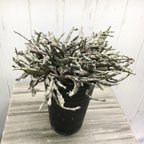 作品株立ち　ゾンビプランツ　　ユーフォルビア プラティクラダ Euphorbia platyclada 4-4.5ロング鉢