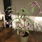 作品＊cherry＊  紫の花　るりやなぎ　和の花　樹脂粘土