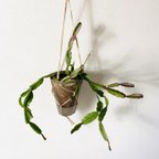 作品飾って楽しむ　リプサリス　アクドエンシス　ハンギングアロマ鉢　4号　受け皿キャップ付き　観葉植物　インテリア　壁掛け