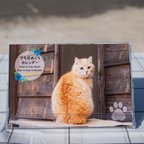 作品さち日めくりカレンダー（Island Cats Sachi Day to Day Calendar）