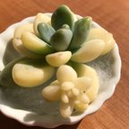 作品多肉植物 ロッティー錦 斑入り♡レア