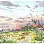 作品透明水彩複製画／高槻・京大農場の夕暮れ