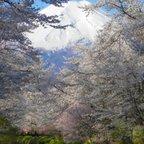 作品世界遺産 富士山と忍野村新名庄川の桜 写真 A4又は2L版 額付き 縦