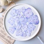 作品♡【押し花素材】紫陽花　着色　紫　　pressed flowers