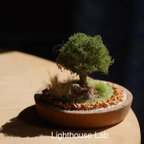 作品ジオラマインテリア　miniature tree オリーブの木とデザートローズ