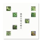 作品手製本『偶然の寄せ植え』