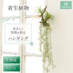 作品HANAYUKI フェイクグリーン 着生植物 吊り下げ ハンギング 65cm 光触媒加工 