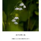 作品写真集「山々に咲く花」（文庫本サイズ・48P）～阿蘇くじゅう国立公園に咲く花々～
