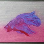 作品Betta fish [red]