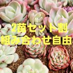 作品SALE!!お得な選べる2苗セット！(多肉植物 韓国苗)