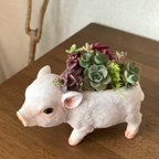 作品こぶたの多肉寄せ植え