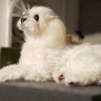 作品オーダー羊毛フェルト犬 メモリアル マルチーズ　クルクル巻き毛  想い出を形に♥️　心に折り合いをつけて♪