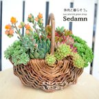 作品【母の日ギフト♡ありがとうの気持ちを込めて】春の彩り溢れる天然籠の寄せ植え