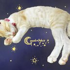 作品ちゃしろ猫ミャアーのオリジナルポストカード-おやすみ