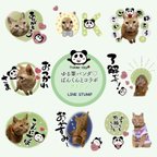 作品ゆる筆♡ペットLINEスタンプ　「ゆる筆パンダ　ぱんくんとコラボ」グリーン