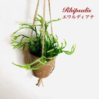 作品飾って楽しむ『リプサリス・エワルディアナ』ハンギングアロマ鉢　3号　観葉植物　インテリア　壁掛け
