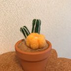 作品羊毛はしらサボテンの寄せ植え