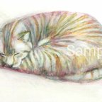 作品Sleeping Tabby Cat, rough sketch アクリル、色鉛筆　絵画作品　真作