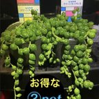 作品︎ ✳️お買い得な②pot✳️ボリューミーなグリーンネックレス✳️※おまとめ買い可能‼️