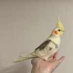 作品オカメインコ　オーダー品