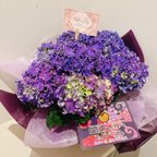 作品【珍しい品種です！】紫陽花💜スーパーカーリー