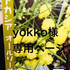 作品yokko様専用ページ★オールリーフワトル２本シンプルな白のプラ鉢仕上げ