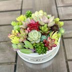 作品多肉植物　寄せ植え　リメイク缶3